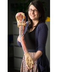 Dissezione dell arto superiore Erler Zimmer 3D anatomy Series