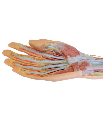 Dissezione superficiale e profonda di avambraccio e mano Erler Zimmer 3D