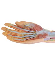 Dissezione superficiale e profonda di avambraccio e mano Erler Zimmer 3D