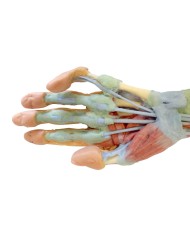 Dissezione profonda dellavambraccio e della mano Erler Zimmer 3D anatomy