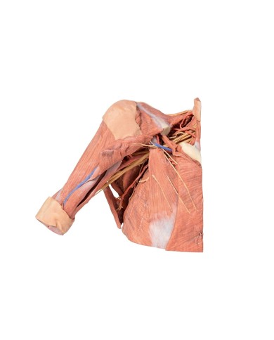 Dissezione della parete toracica destra - ascella e radice del collo - Erler Zimmer 3D anatomy Series