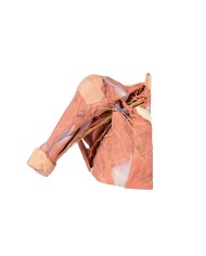 Dissezione della parete toracica destra - ascella e radice del collo - Erler Zimmer 3D anatomy Series