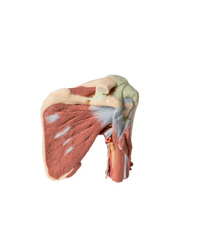 Dissezione profonda della spalla sinistra - Muscolatura, nervi e vasi associati - Erler Zimmer 3D anatomy Series