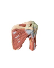 Dissezione profonda della spalla sinistra - Muscolatura, nervi e vasi associati - Erler Zimmer 3D anatomy Series
