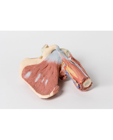 Dissezione profonda della spalla sinistra - Muscolatura, nervi e vasi associati - Erler Zimmer 3D anatomy Series