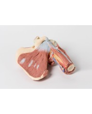 Dissezione profonda della spalla sinistra - Muscolatura, nervi e vasi associati - Erler Zimmer 3D anatomy Series