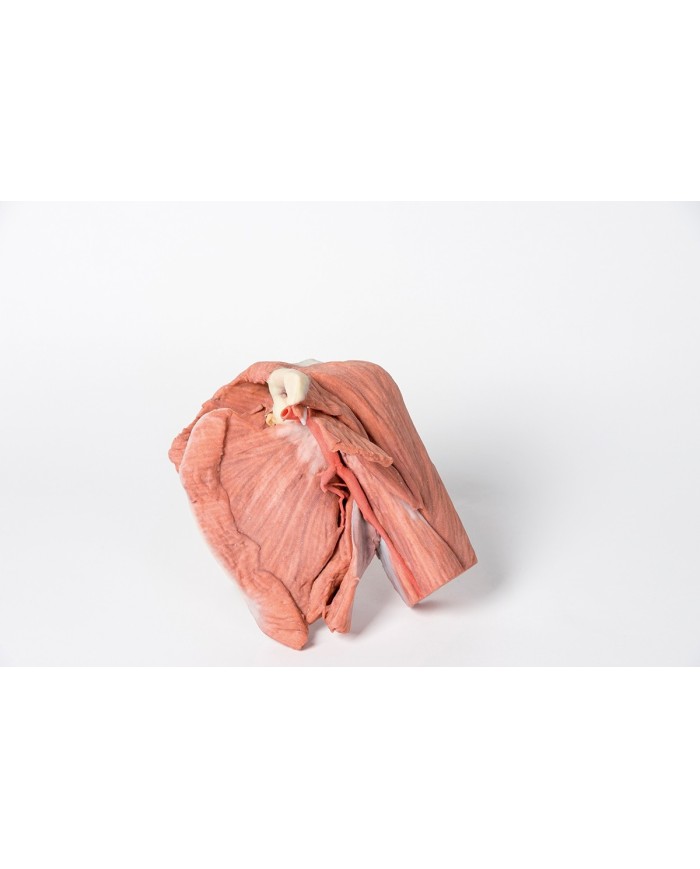 Dissezione della spalla sinistra - Muscoli superficiali e arteria ascellare e brachiale - Erler Zimmer 3D anatomy Series