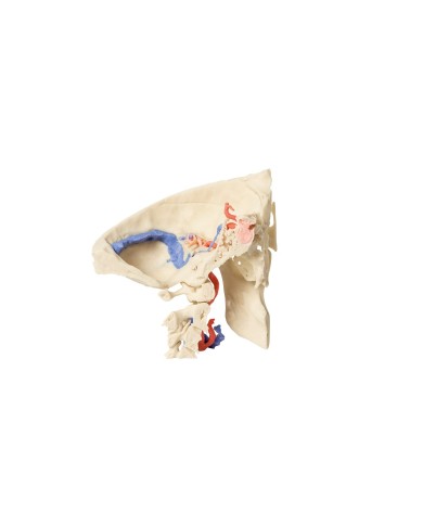 Modello anatomico di osso temporale in tre parti Erler Zimmer 3D anatomy