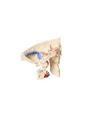 Modello anatomico di osso temporale in tre parti Erler Zimmer 3D anatomy