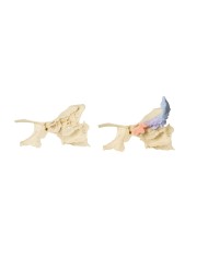 Modello di seno paranasale Erler Zimmer 3D anatomy Series