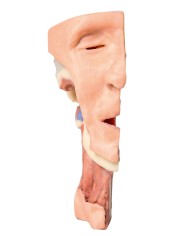 Dissezione profonda del viso, fossa infratemporale - Erler Zimmer 3D anatomy Series