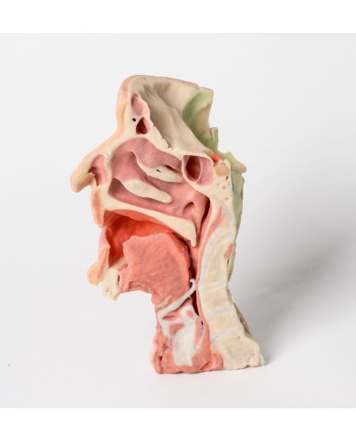 Dissezione profonda del viso, fossa infratemporale - Erler Zimmer 3D anatomy Series