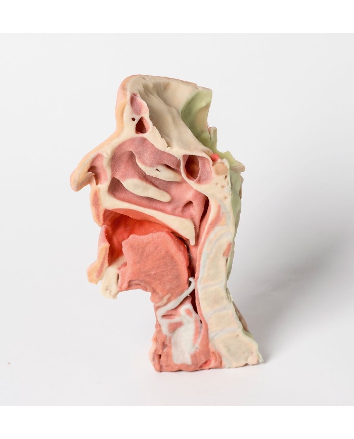Dissezione profonda del viso, fossa infratemporale - Erler Zimmer 3D anatomy Series