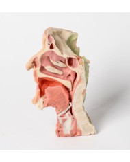 Dissezione profonda del viso, fossa infratemporale - Erler Zimmer 3D anatomy Series