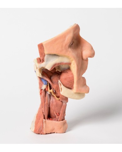 Dissezione profonda del viso, fossa infratemporale - Erler Zimmer 3D anatomy Series