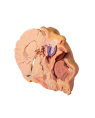 Dissezione di testa e collo Erler Zimmer 3D anatomy Series