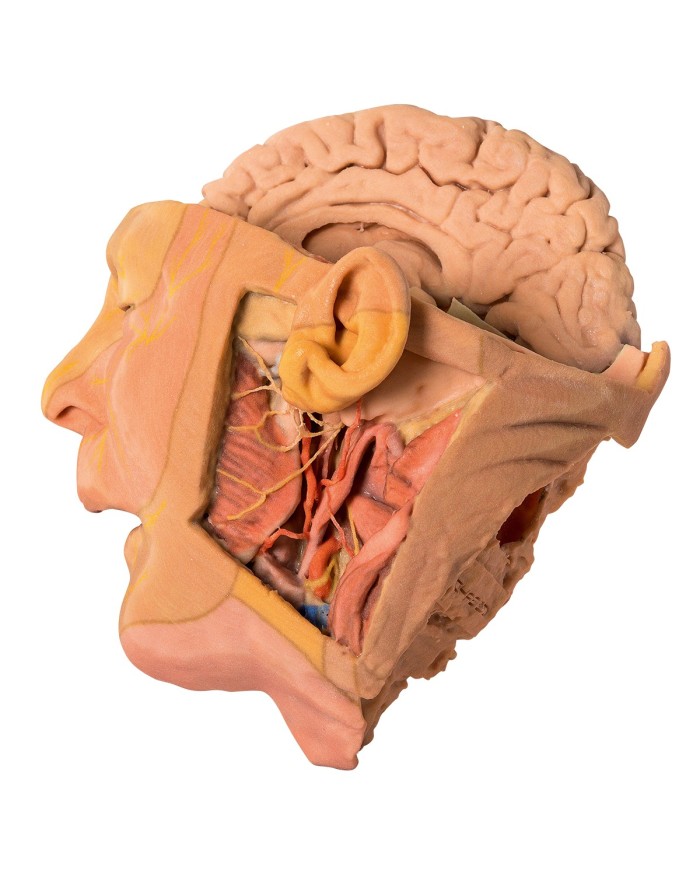 Dissezione di testa e collo Erler Zimmer 3D anatomy Series