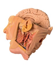 Dissezione di testa e collo Erler Zimmer 3D anatomy Series