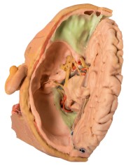 Dissezione di testa e collo Erler Zimmer 3D anatomy Series