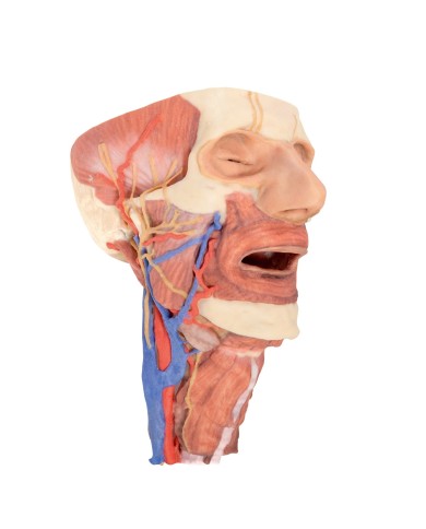 Testa e colonna viscerale del collo Erler Zimmer 3D anatomy Series