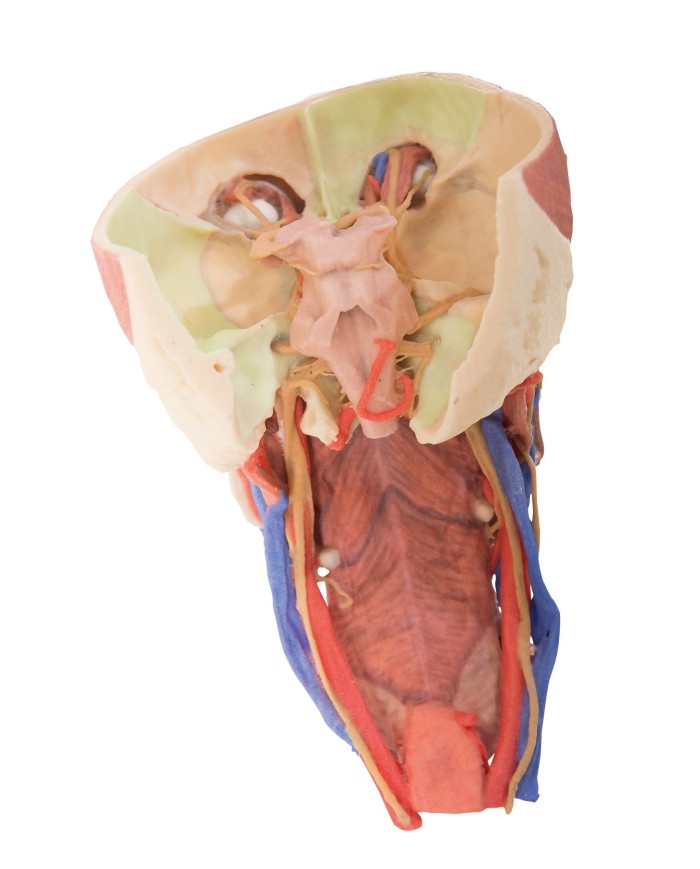Testa e colonna viscerale del collo Erler Zimmer 3D anatomy Series