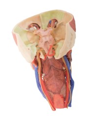 Testa e colonna viscerale del collo Erler Zimmer 3D anatomy Series