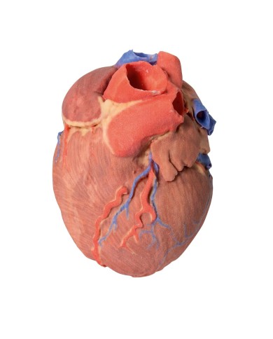 Cuore completo Erler Zimmer 3D anatomy Series Cuore completo Erler Zimmer 3D anatomy Series