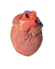 Cuore completo Erler Zimmer 3D anatomy Series