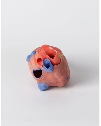 Cuore completo Erler Zimmer 3D anatomy Series Cuore completo Erler Zimmer 3D anatomy Series
