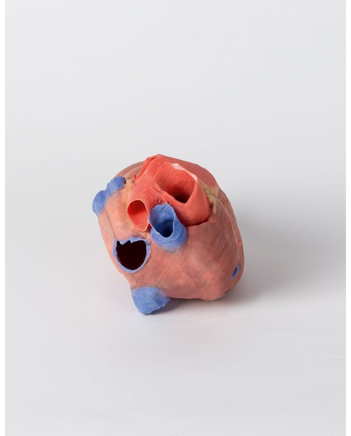 Cuore completo Erler Zimmer 3D anatomy Series