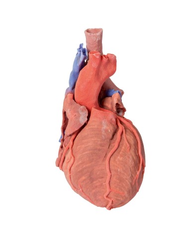 Cuore e trachea distale carena e bronchi primari Erler Zimmer 3D anatomy Cuore e trachea distale carena e bronchi primari Erler Zimmer 3D anatomy