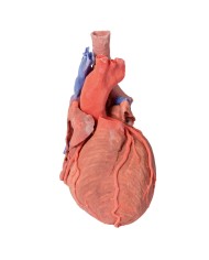 Cuore e trachea distale carena e bronchi primari Erler Zimmer 3D anatomy