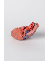 Cuore e trachea distale carena e bronchi primari Erler Zimmer 3D anatomy