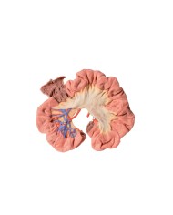 Intestino porzione di ilo Erler Zimmer 3D anatomy Series