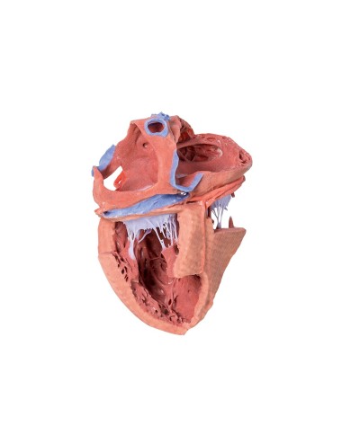 Strutture interne del cuore Erler Zimmer 3D anatomy Series Strutture interne del cuore Erler Zimmer 3D anatomy Series