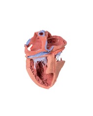 Strutture interne del cuore Erler Zimmer 3D anatomy Series