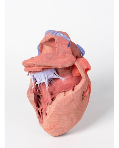 Strutture interne del cuore Erler Zimmer 3D anatomy Series Strutture interne del cuore Erler Zimmer 3D anatomy Series