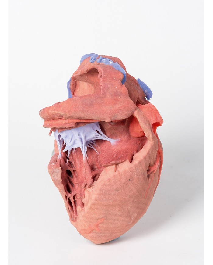 Strutture interne del cuore Erler Zimmer 3D anatomy Series