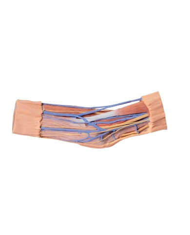 Fossa cubitale Erler Zimmer 3D anatomy Series Fossa cubitale Erler Zimmer 3D anatomy Series