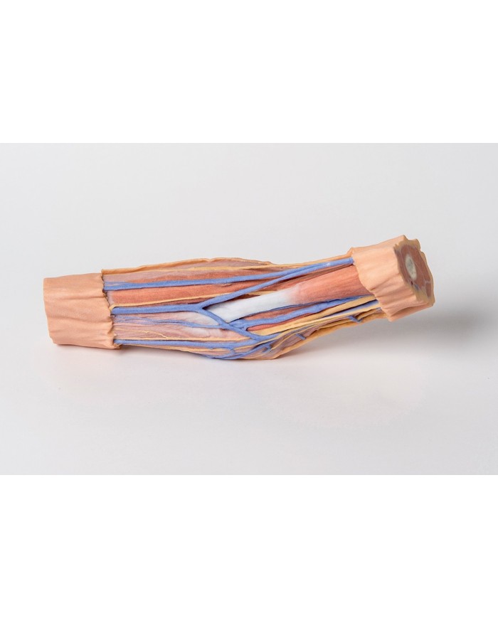 Fossa cubitale Erler Zimmer 3D anatomy Series