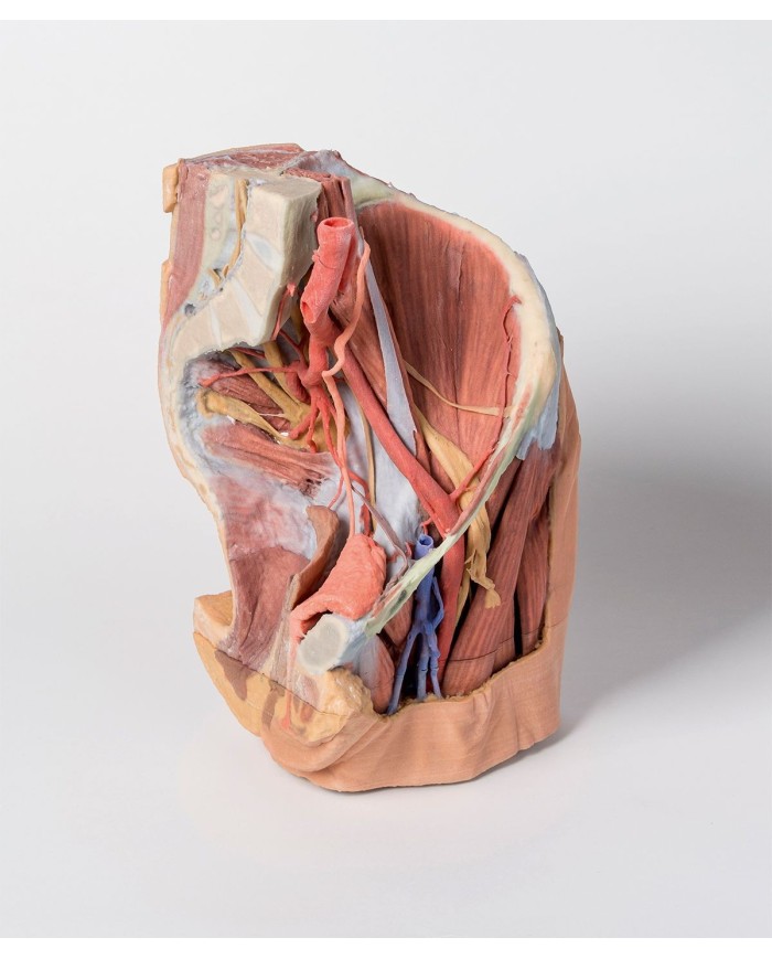 Bacino sinistro femminile e coscia prossimale - Erler Zimmer 3D anatomy Series