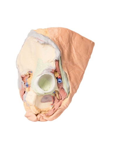 Bacino destro femminile: strutture superficiali e profonde - Erler Zimmer 3D anatomy Series