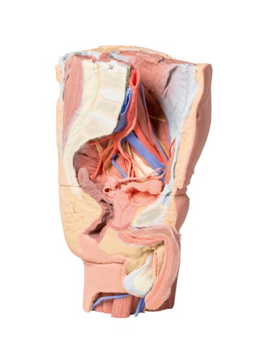 Pelvi sinistra maschile e coscia prossimale Erler Zimmer 3D anatomy Serie