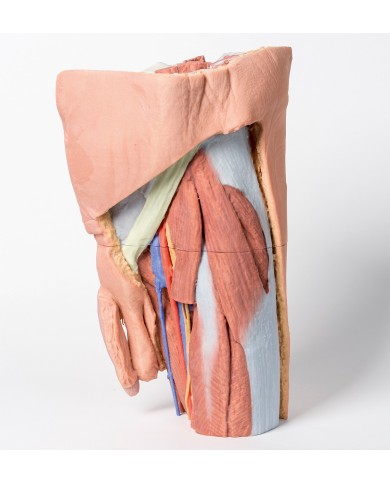 Pelvi sinistra maschile e coscia prossimale Erler Zimmer 3D anatomy Serie