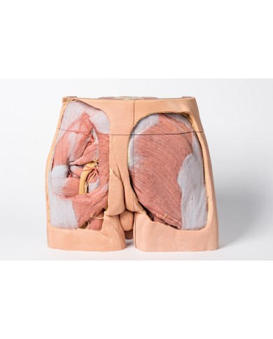 Dissezione del bacino maschile Erler Zimmer 3D anatomy Series