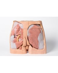 Dissezione del bacino maschile Erler Zimmer 3D anatomy Series