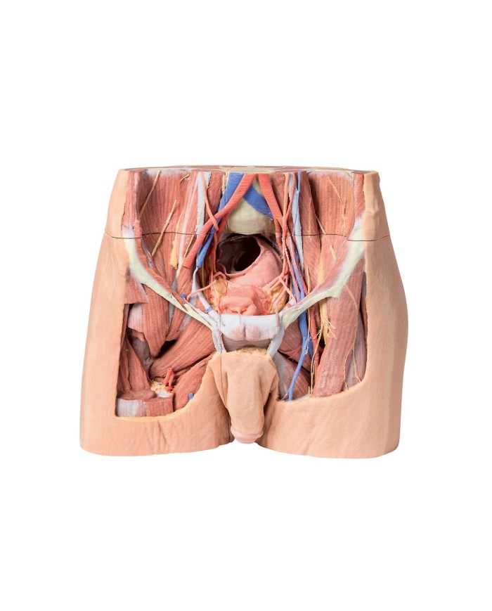 Dissezione del bacino maschile Erler Zimmer 3D anatomy Series