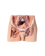 Dissezione del bacino maschile Erler Zimmer 3D anatomy Series