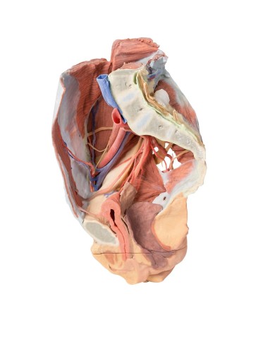 Dissezione del Bacino destro femminile Erler Zimmer 3D anatomy Series