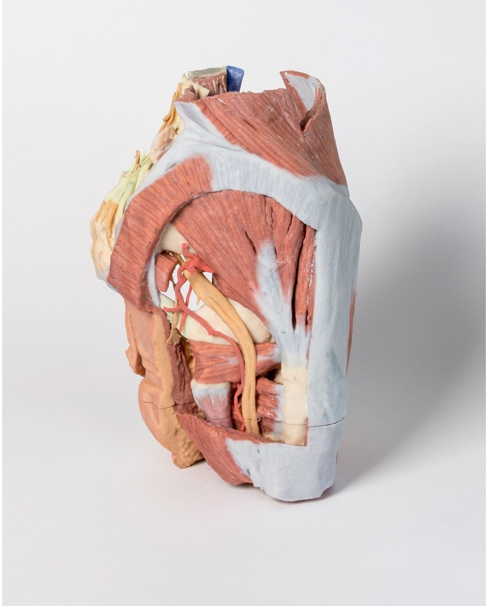 Dissezione del Bacino destro femminile Erler Zimmer 3D anatomy Series